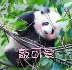  重庆话萌死我了