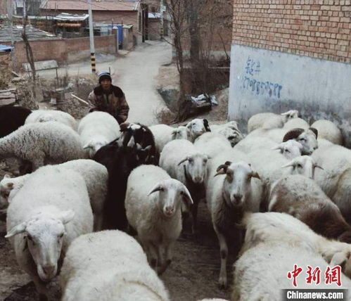 羊头像图片微信娶妻