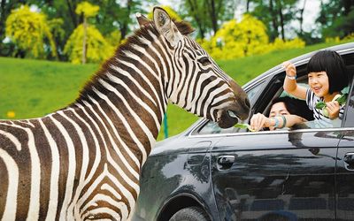 森林自驾与动物来场亲密接触 森林自驾与动物来场亲密接触