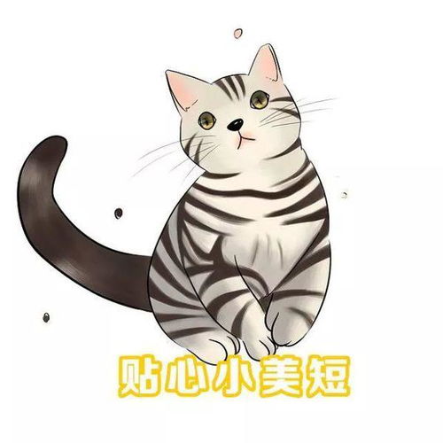  美短猫好还是英短猫好呀那个贵
