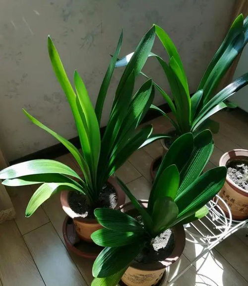  这6种花,越养越富贵,全都寿命长,轻松养成老桩,高档又大气