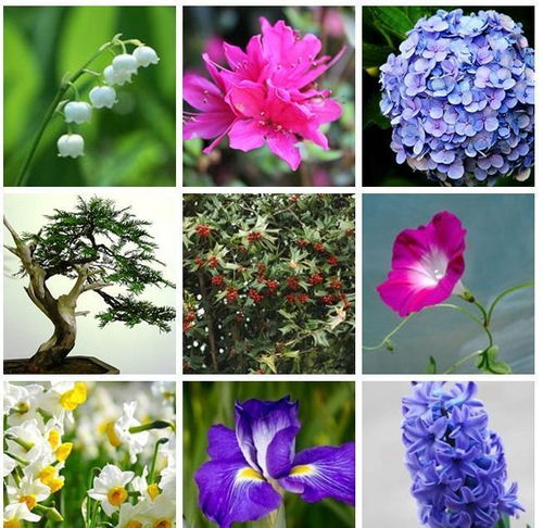  一口百合花让猫咪死于肾衰竭,这些植物对它们简直是致命毒药