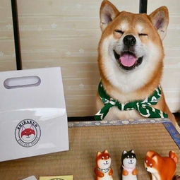  超萌超可爱的柴犬头像无水印搞怪可爱柴犬头像图片