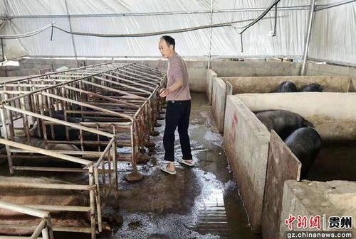  贵州安龙农商行扶持养猪大户过上红火日子
