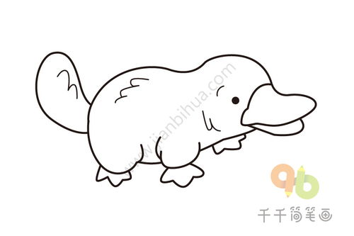  鸭嘴兽简笔画