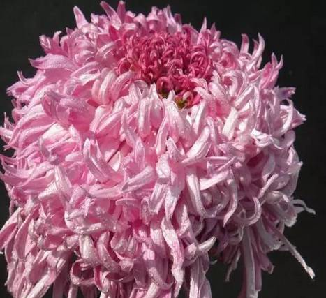  全世界最美菊花,终于找齐了,太娇艳太珍贵了