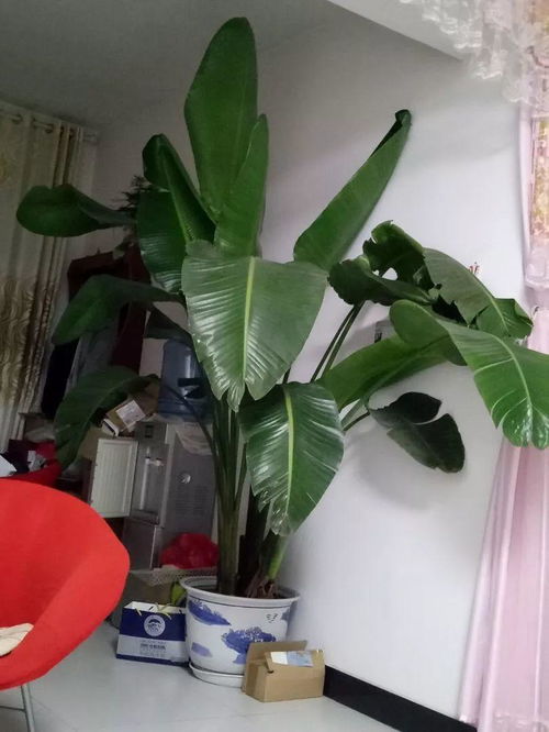  这花爱长大肉根,吃光土,撑爆盆,越养越值钱