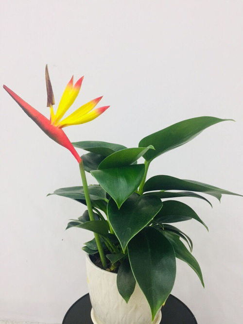  养护到位,鹤望兰还不开花品种选错啥时候也开不了