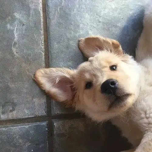 vol.113萌系可爱头像 vol.113萌系可爱头像