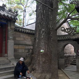  2019崂山太清宫景区门票,青岛崂山太清宫景区游玩攻略,崂山太清宫景区游览攻略路线地址门票价格