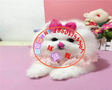  抚顺宠物狗养殖场