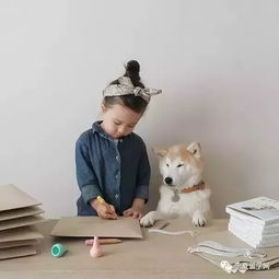  银川英皇留学日本混血宝宝与她的秋田犬的日常