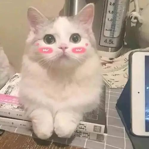  你们的猫都吃什么猫粮