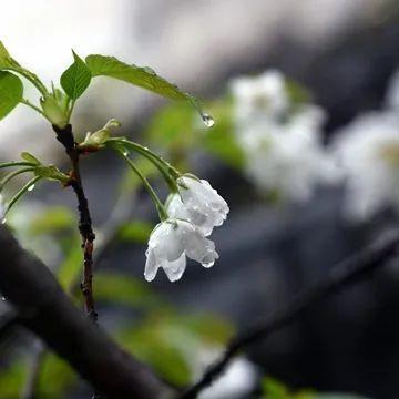  雨虽缠缠绵绵,但不多愁善感
