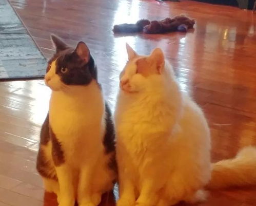  猫咪失明被嫌弃,独自生活14年,直到遇见一只小猫成功被救赎