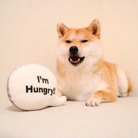  柴犬搞笑图片头像微信头像图片大全