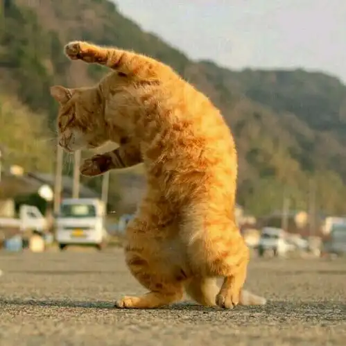  那些可可爱爱的情头