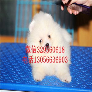 廊坊哪里有博美卖多少钱长不大的茶杯博美犬小体博美犬博美图片
