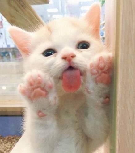  宠物店里有猫咪有狗狗,个个萌死人,但最后那只除外