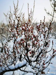  美哉我费县雪景美如画