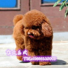  私宠名犬俱乐部