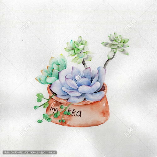  小清新的多肉植物水彩手绘素材