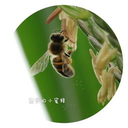  春里的精灵,五月的劳模勤劳的小蜜蜂