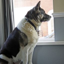  以对饲主忠诚闻名的秋田犬可爱图片的图片大全26爱宠网