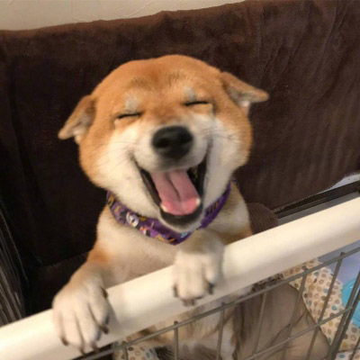  柴犬头像搞笑高清图片单身狗头像柴犬系列