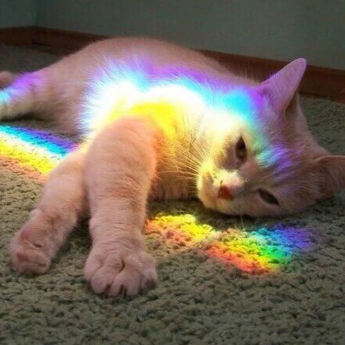 孤独黑暗的猫头像头像