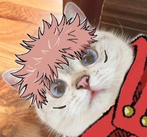  猫咪版咒术喵战,橘猫形态两面宿傩,加菲猫版五条悟