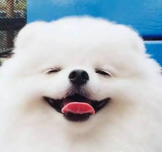  博美天天犯错误,主人却一再不追究,一看这一招儿服气了