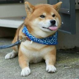  新手养狗如何训练幼犬到固定位置大小便