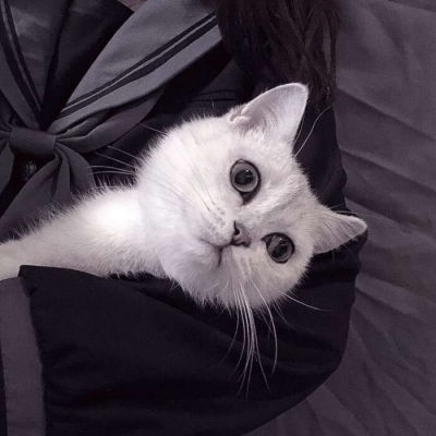  温柔抱猫部位闺蜜头遇到那么多女生头像我要个性网