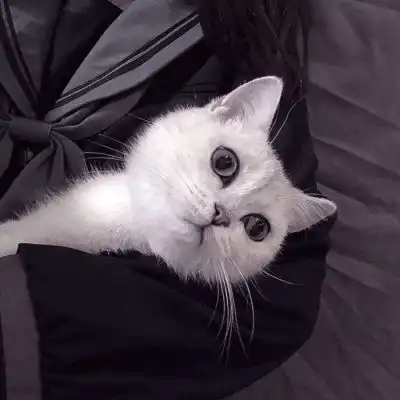 温柔抱猫部位闺蜜头遇到那么多女生头像我要个性网 温柔抱猫部位闺蜜头遇到那么多女生头像我要个性网