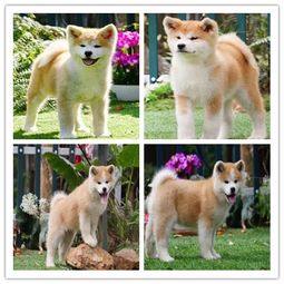  图普京同款秋田犬出售全国包邮送大礼包佛山宠物狗佛山列表网