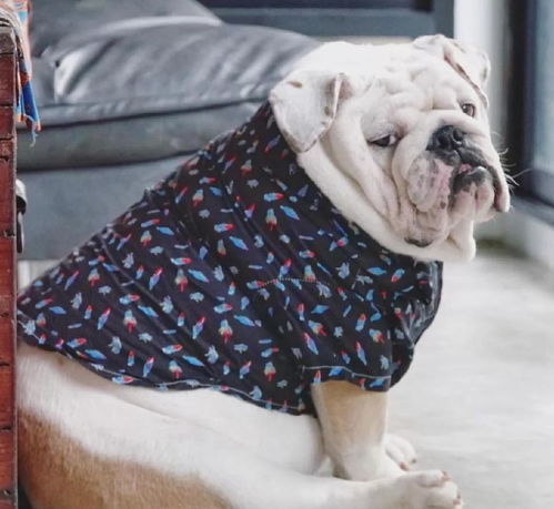  把斗牛犬养成大佛爷,它才是张家最后一个张起灵