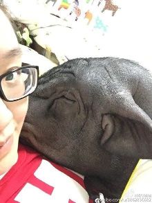  北京姑娘养170斤宠物猪和猪同被窝睡