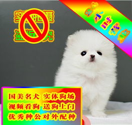  图常年出售纯种健康精品博美犬专业缔造完美品质签协议北京宠物狗