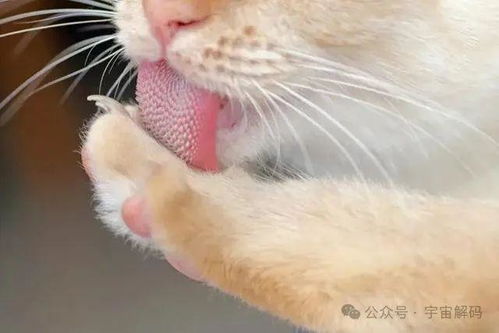  猫科动物都有哪些共性和特性
