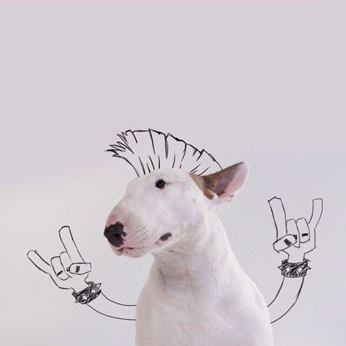  狗中孙红雷是也