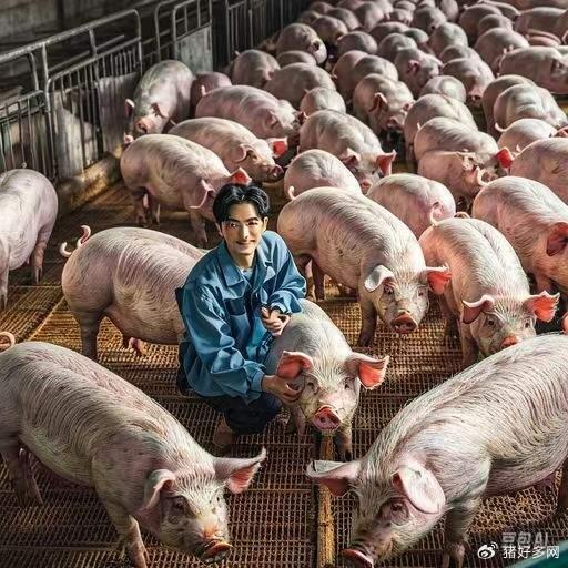  母猪锐减,肥猪出栏超千万头我国第一个生猪专业育肥大省初现