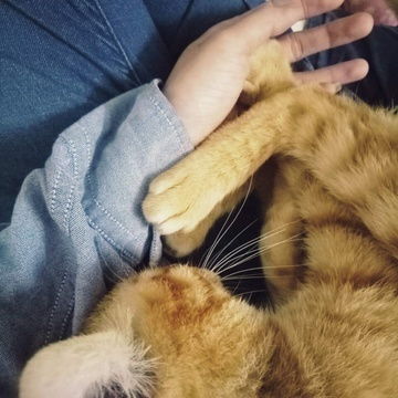  猫国的相册