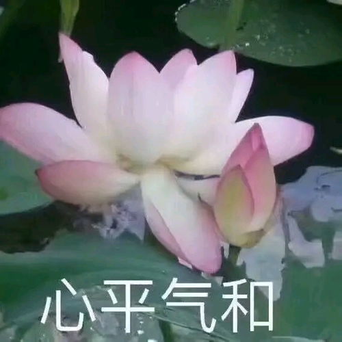  哔哩哔哩专栏