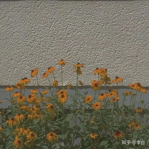 有没有纯色背景的卡通头像