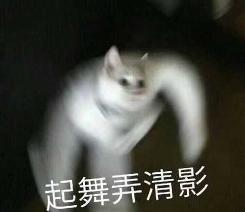 猫猫表情包