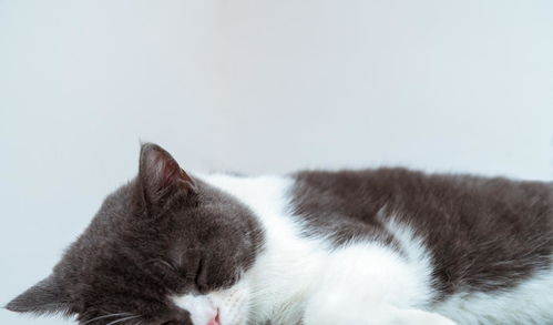  一组可爱的猫咪,萌萌的治愈系