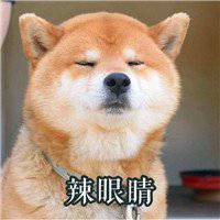  柴犬可爱图片头像图片微信头像图片大全