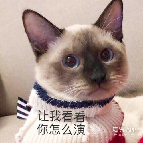  易烊千玺第四只猫解锁爱宠二十终于不是最黑的猫啦
