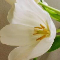  百合花头像图片,最美淡雅的白色百合花图片头像